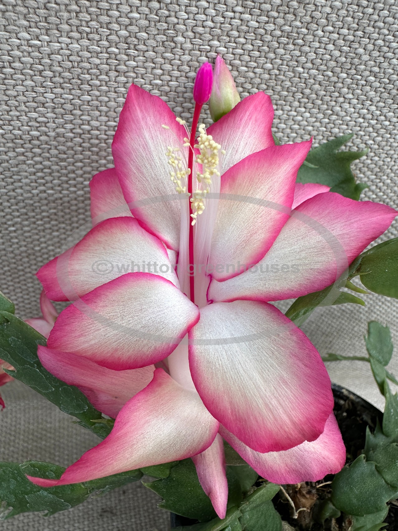 (image for) Spring Pink